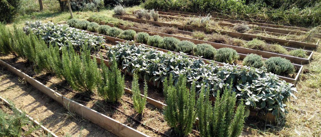 PFI-PTT Vivers i Jardins